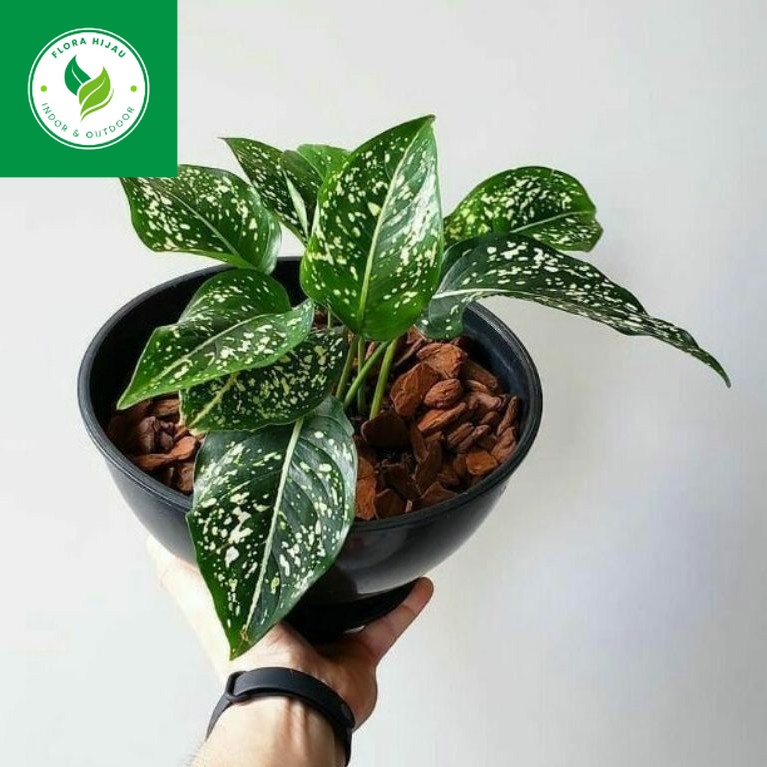 ~ ( BISA COD ) Tanaman Hias Aglonema Srikit Totol Putih Bunga Hias Aglaonema Serikit / Tanaman Hidup