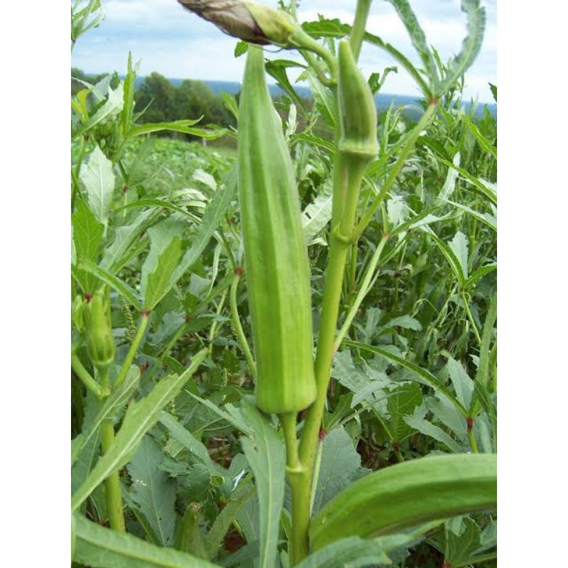 100 benih bibit sayur okra bendi hijau bibit okra hijau super premium