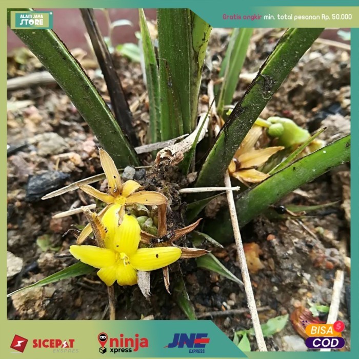 

Bibit tanaman marasi buah manis siap tanam