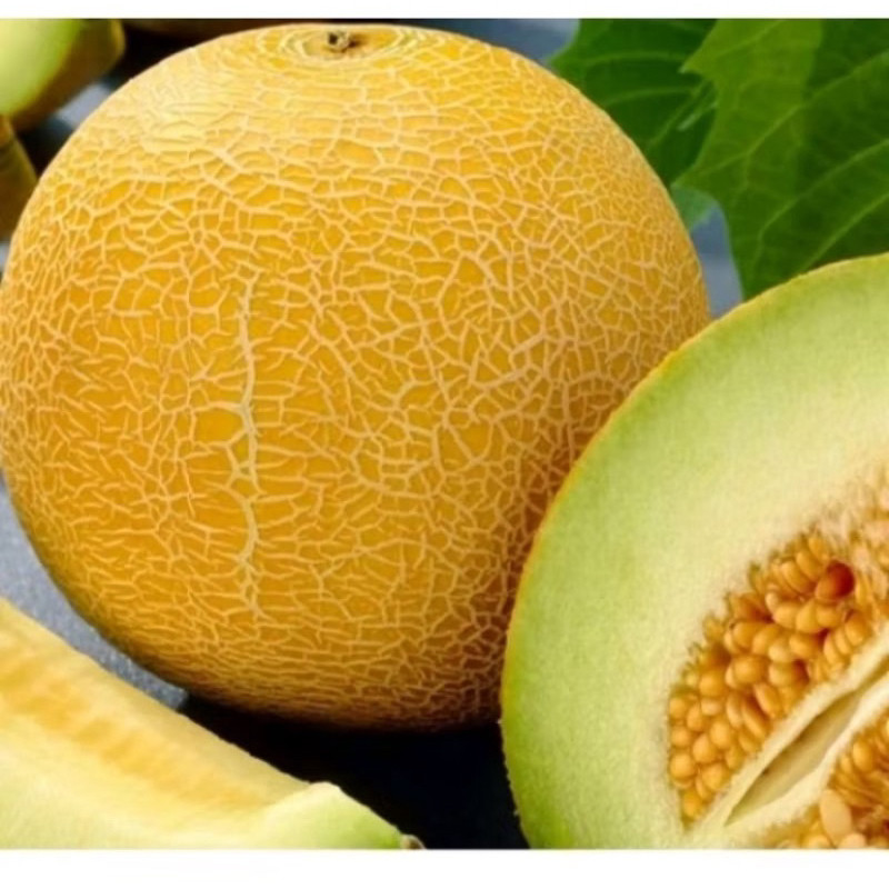 6 BENIH MELON MADU F1 SUPER (B.B.19)