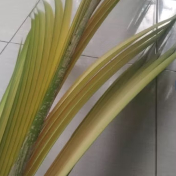 

Bxc Janur kelapa muda utuh segar