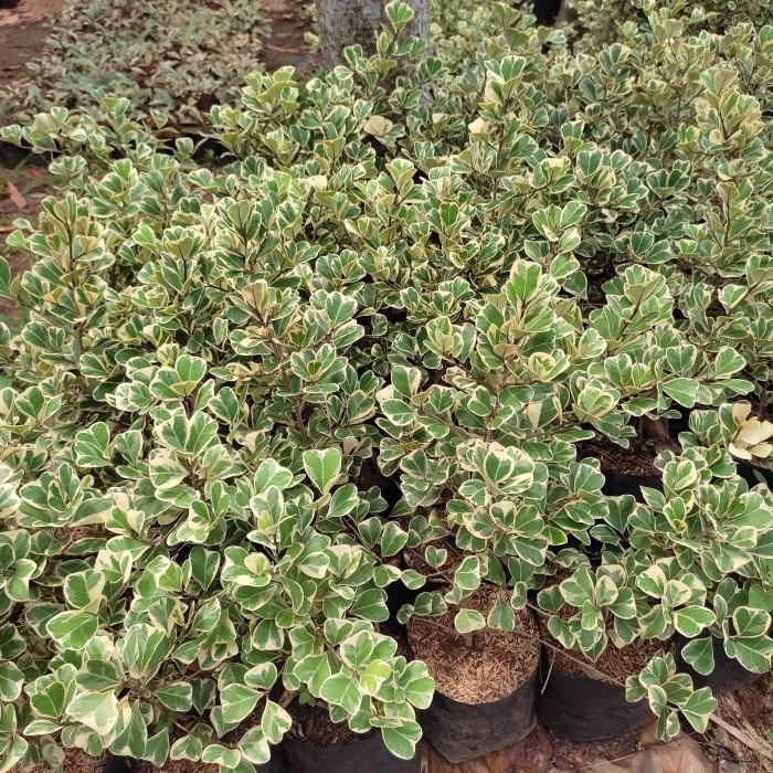 Murah Tanaman Hias Euonymus japonicus / butterfly