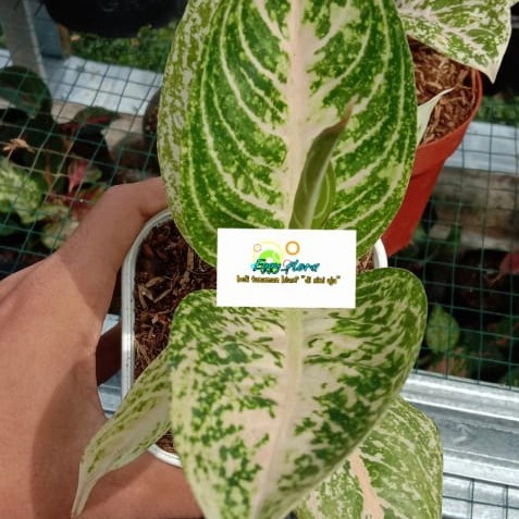 aglonema legacy putih