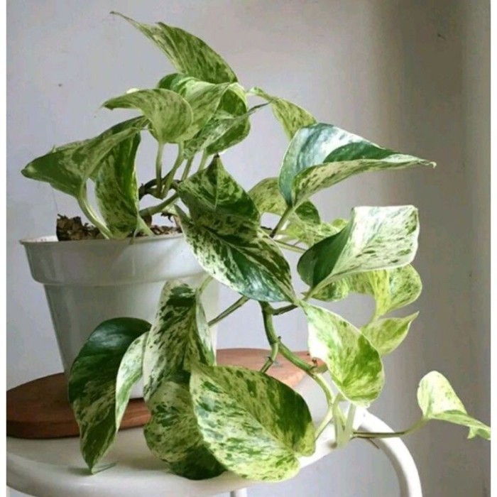 Tanaman hias sirih gading varigata putih daun 4-+5
