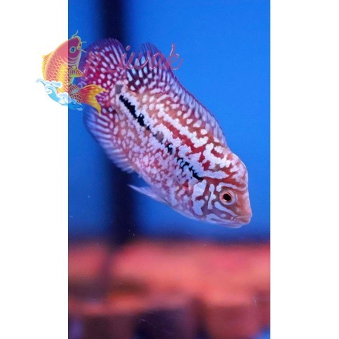 hiyasan akuarium Hiasan Aquarium Kamfa F2 Line V8 3.5cm p iwak