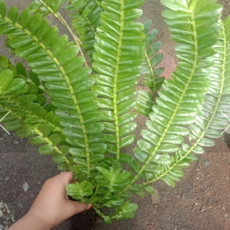 angrek appendiculata ramosa/angrek kelabang