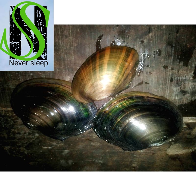 

Toe kerang air tawar per kg akuaspace dan konsumsi