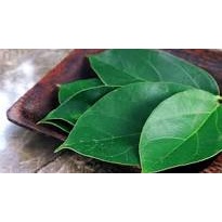 

Bisa COD daun cincau hijau segar 250gram Terlaris
