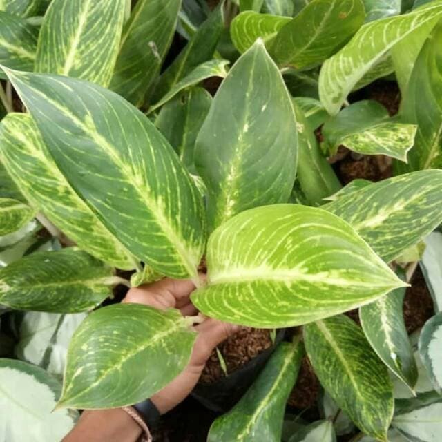 Tanaman hias aglonema blanceng golden aglo