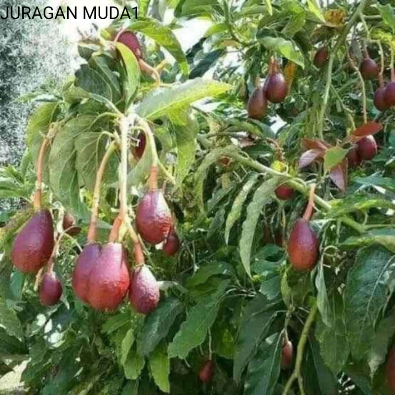 Bibit Alpukat Red Vietnam Ketinggian 70cm