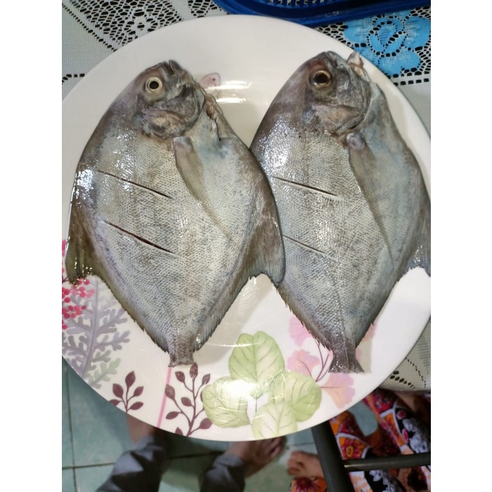 

Ikan Bawal Laut 500gr Sudah Bersih Siap Masak Tidak Bau Amis Isi 2 pcs