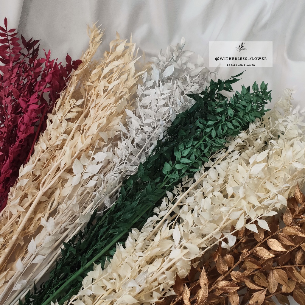 

COD 25 gr Preserved Ruscus Ruskus / Dried Flower Awetan / Bunga Kering