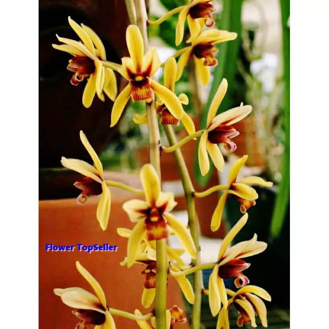 Anggrek spesies cymbidium finlaysonianum / anggrek cymbidium
