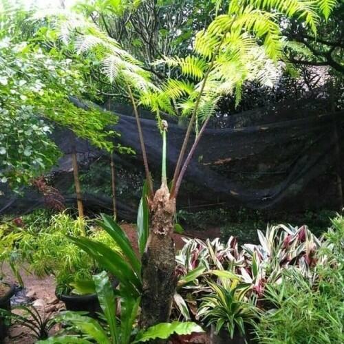 pakis monyet /pakis hutan