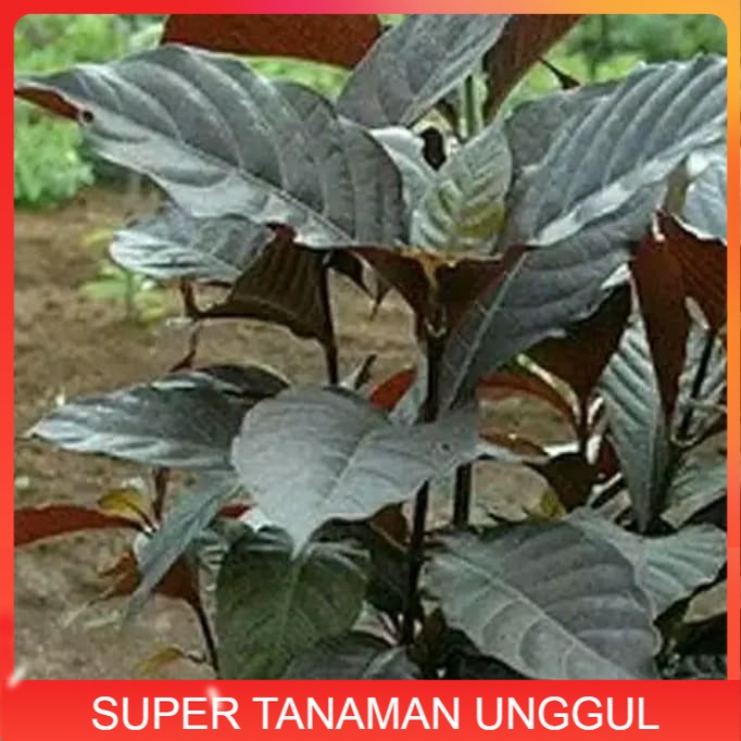 bibit tanaman herbal daun ungu