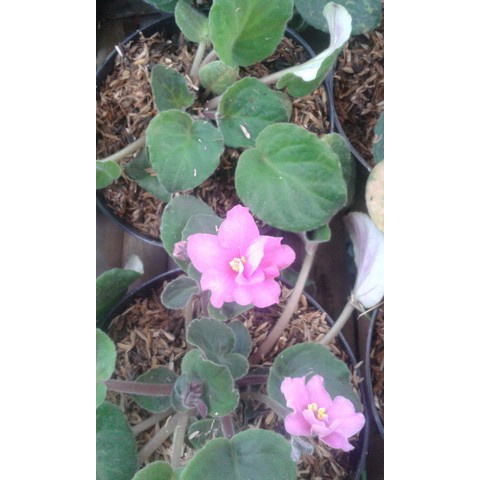 Bibit Bunga Violces Pink Tumpuk (Saintpaulia ionantha) tanaman hias