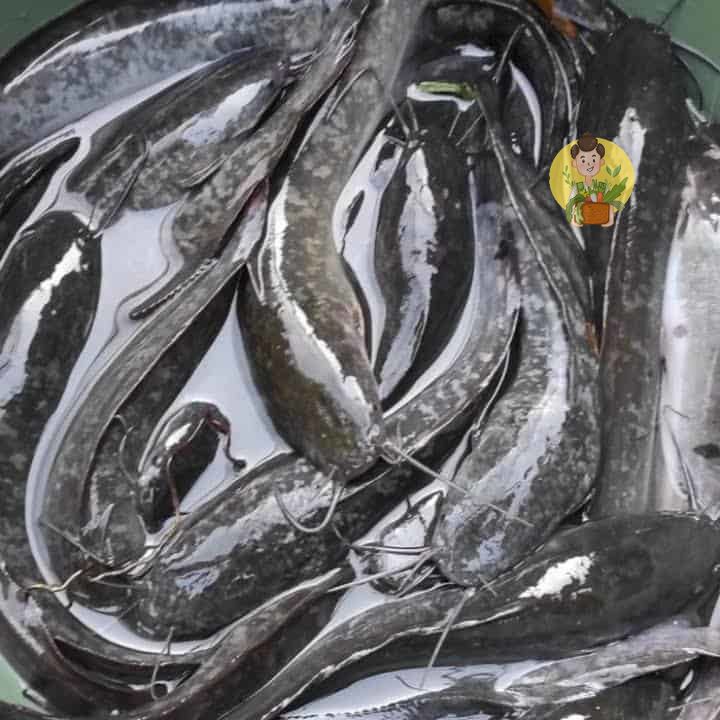 

Ikan Lele Fresh Frozen 500 gram