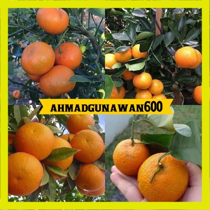 Bibit jeruk mandarin