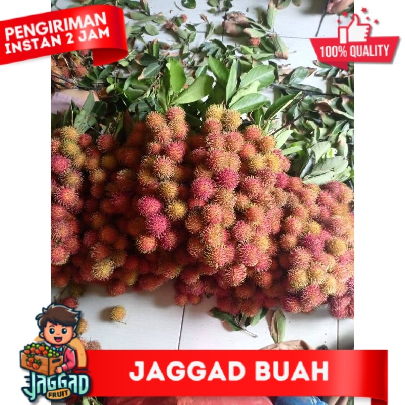 

Rambutan Ace Binjai Fresh manis ngelotok JAGGAD FRUIT