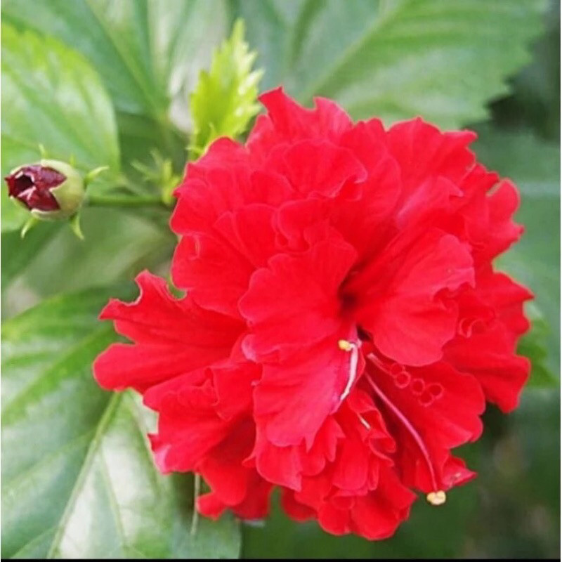 Tanaman Hias Bunga Hibiscus / Sepatu Tumpuk Merah Dewasa | Tanaman Siap Berbunga, Bunga Merah Double