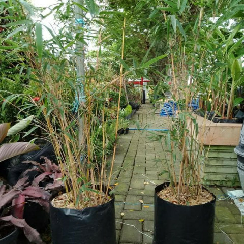 Bibit Bambu Kuning Mini Kelas Premium, Bambu Kuning Hias