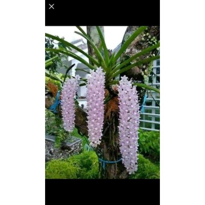 Anggrek ekor tupai rhyncostylis retusa spike siap berbunga