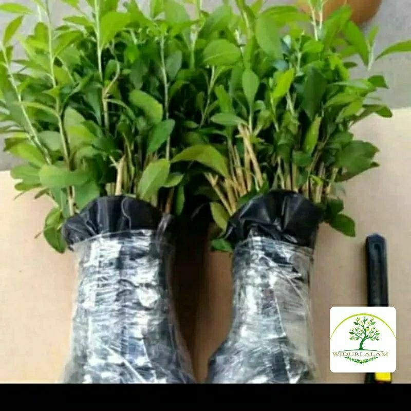 PROMO Lee Kwan Yew, Bibit lee Kwan Yew, Bunga lee Kwan Yew