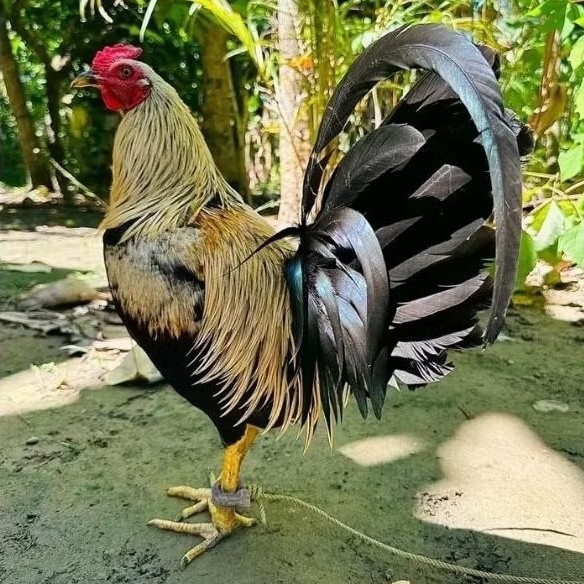 

telur ayam philipin asli bisa untuk di tetaskan