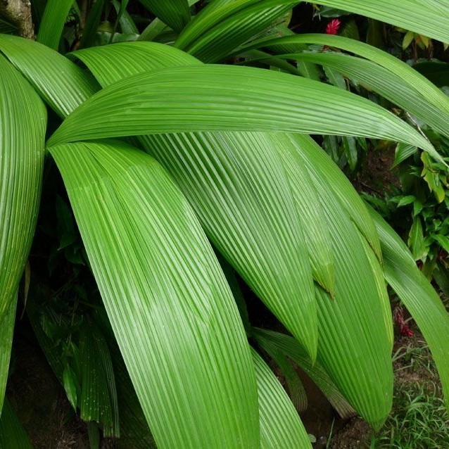 

daun marasi jumbo bahan bungkus bakcang/bacang