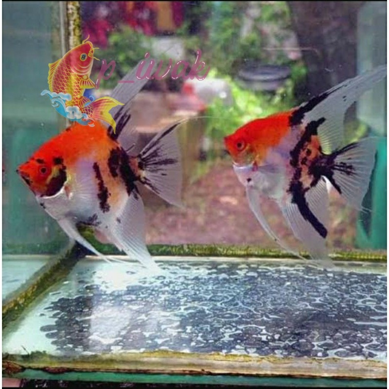 Kebutuhan aquarium Manfish Red Koi 5-6 cm - Etalase Aquarium
