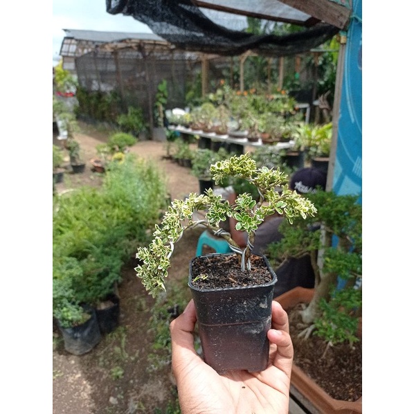 Bonsai hingkip mirten variegata (Malpighia coccigera.)milten varigata Sudah berkawat - palntstara