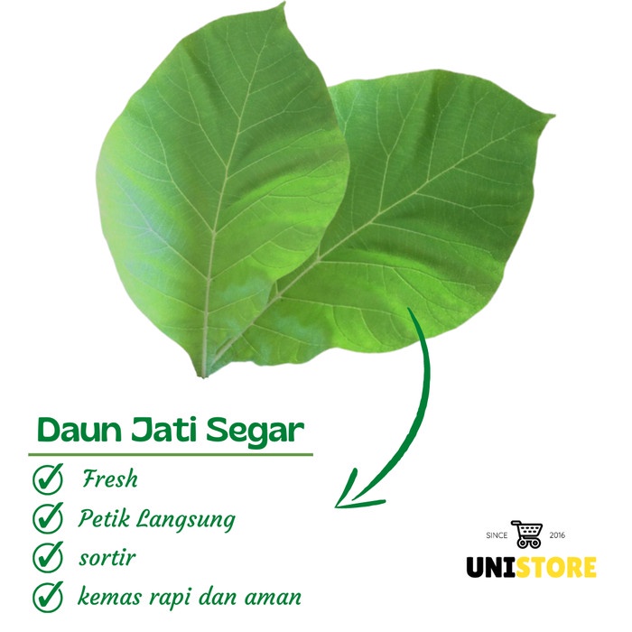 

Promo Daun Jati Segar Murah pilihan - Daun Jati Perlembar - kecil