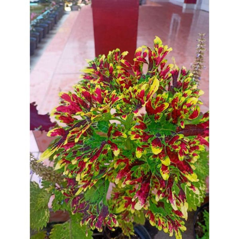 JAWER KOTOK VARIGATA/ MIANA 3 WARNA REAL PICT cod r.