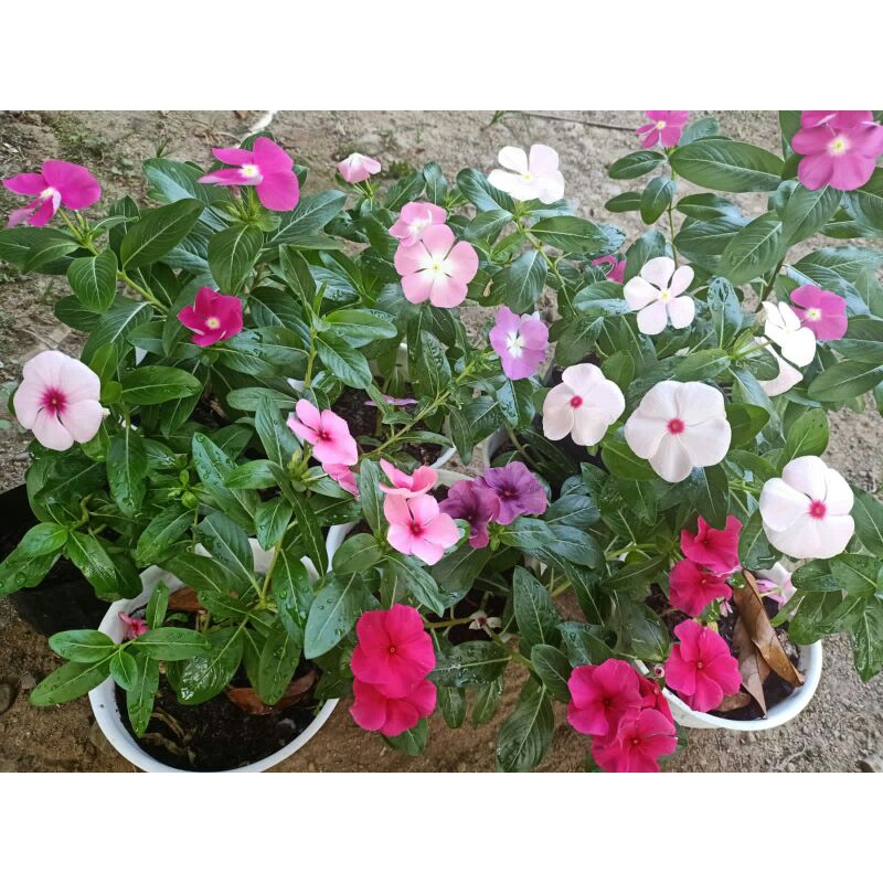 Bunga vinca hidup / tanaman vinca / tapak dara / geranium