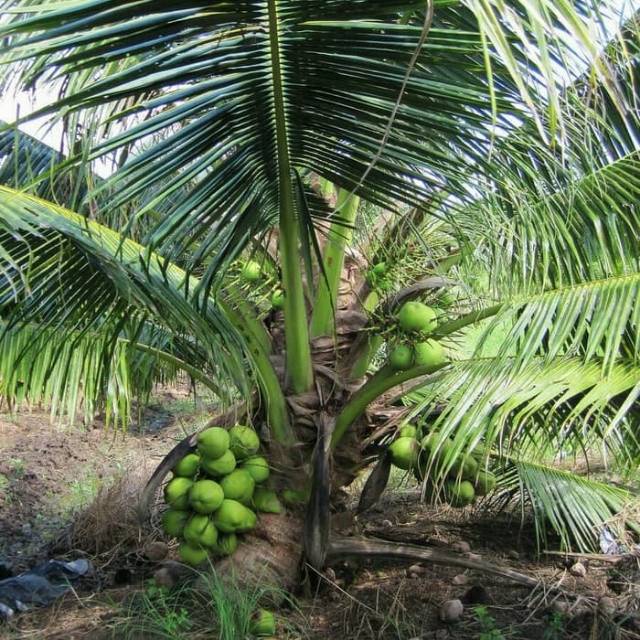 KELAPA PANDAN WANGI THAILAND GENJAH