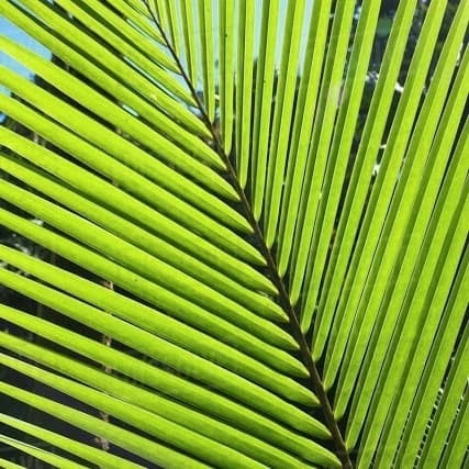 Daun janur kelapa segar