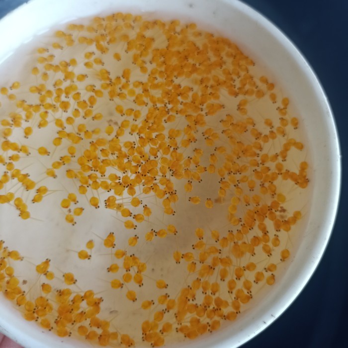 larva telur gurame soang paket 1000 ekor