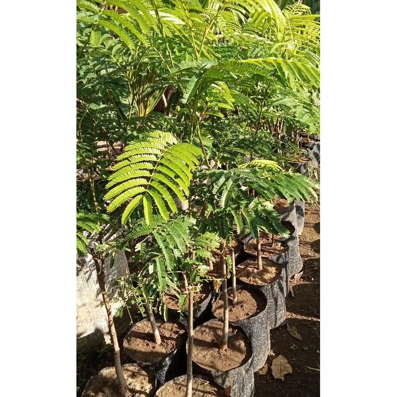 Bibit Pete jumbo BATANG BESAR SUPER RIMBUN