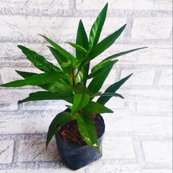 tanaman herbal Gandarusa bibit gondoroso bibit ganda rusa bibit daun gandarusa bibit gandarusa ungu 