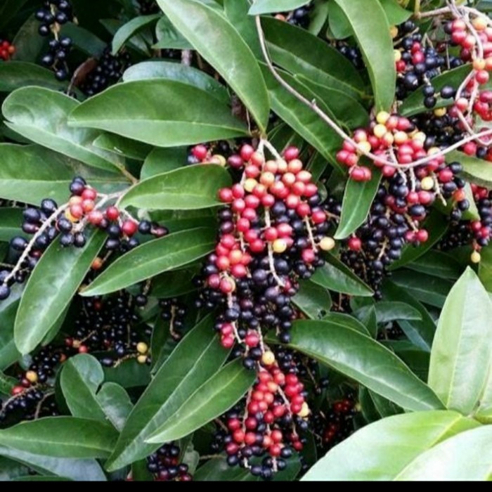 BIBIT BUAH WUNI/ BUAH BUNI/ BUAH HUNI POHON KERATON LANGKA