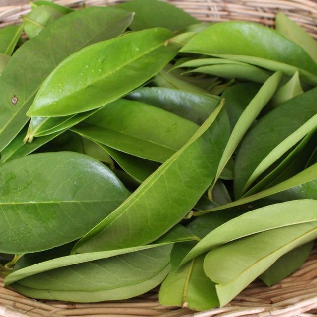 

Daun sirsak tua segar - daun sirsak fresh per 100 lembar
