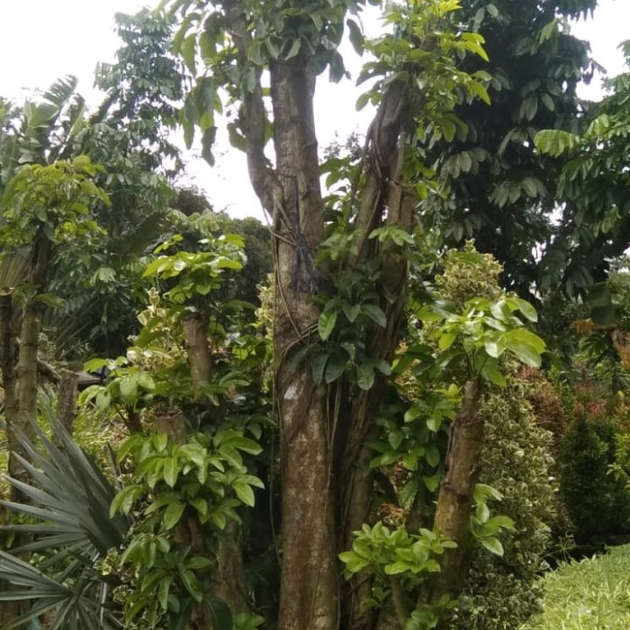 pohon walisongo besar tinggi 3 meter