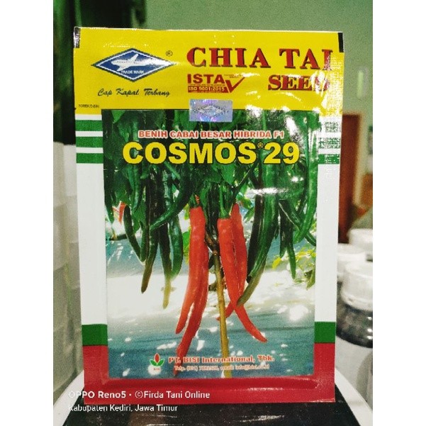 Cabe Besar Cosmos 29 F1 10gr Tahan Virus Original Pabrik