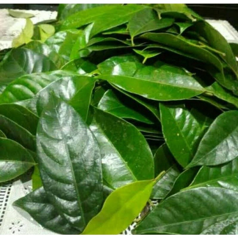 

Promo daun pala segar 1kg fresh
