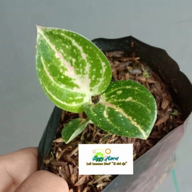 bibit aglonema widuri merah