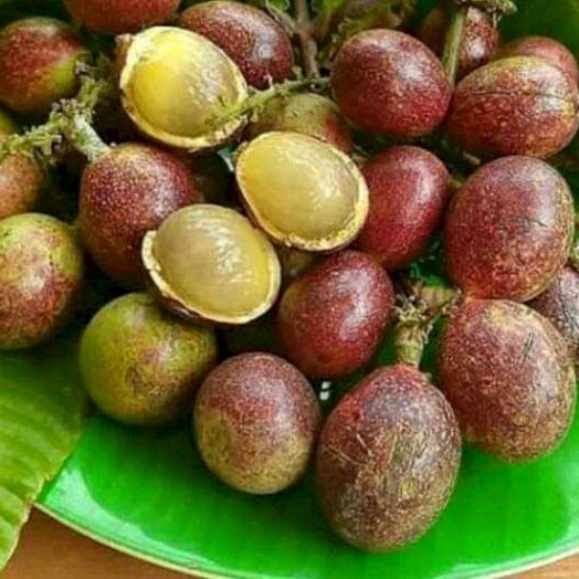 PROMO 5 BIBIT MATOA MERAH/ MATOA HIJAU ADA SUPER UNGGUL