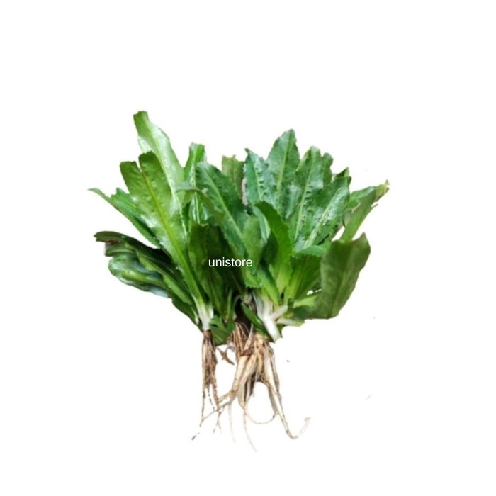 

1kg daun walang sangit segar umpan dan herbal