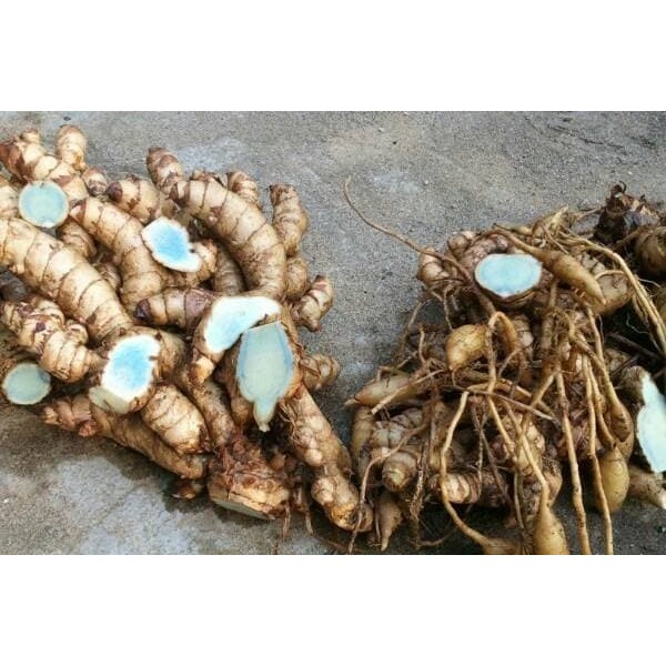 

1KG TEMU HITAM SEGAR CURCUMA AERUGINOSA