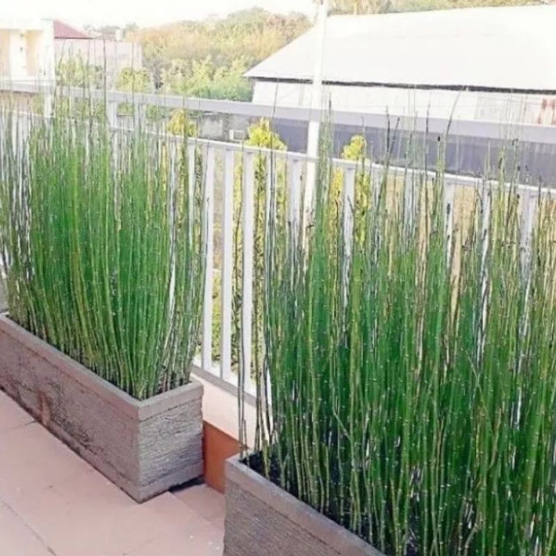 ( BISA COD ) Tanaman Hias Kolam Bambu Air Segar Per'ikat Pohon Bambu Aer Tanaman Hoki Keberuntungan 