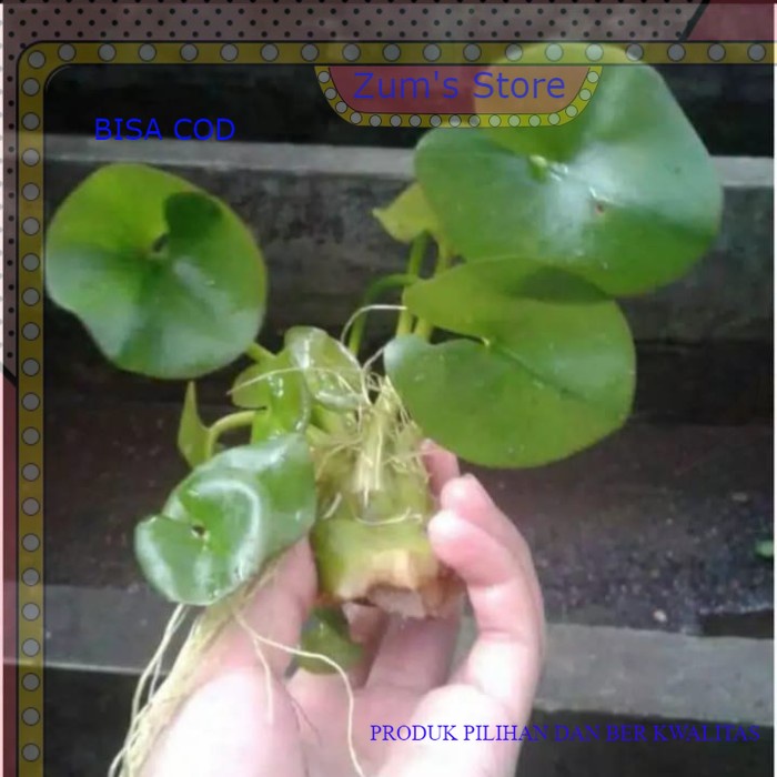 water lily mini,tanaman aquascape perumpun